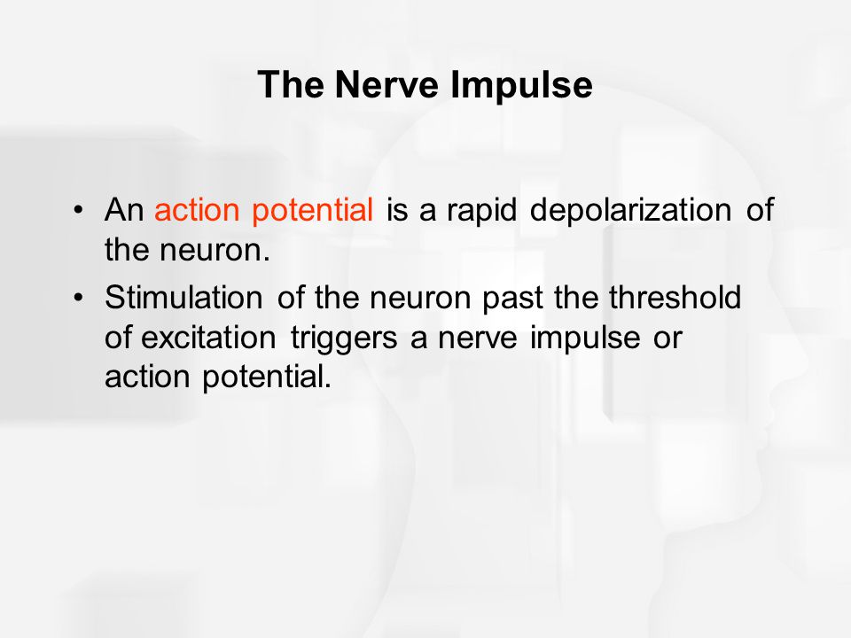 The Nerve Impulse An action potential is a rapid depolarization of the neuron.