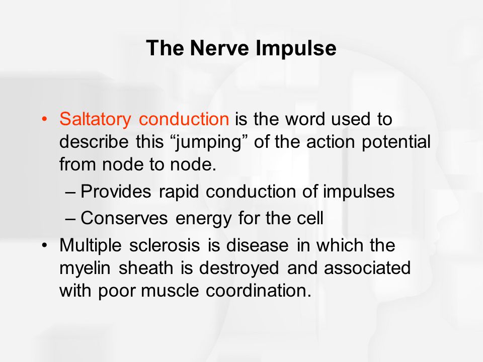 The Nerve Impulse Saltatory conduction is the word used to describe this jumping of the action potential from node to node.