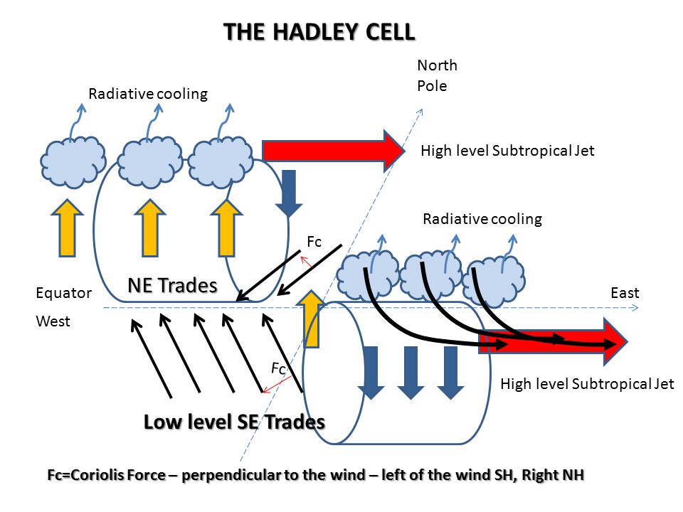 THE HADLEY CELL NE Trades Low level SE Trades North Pole Fc