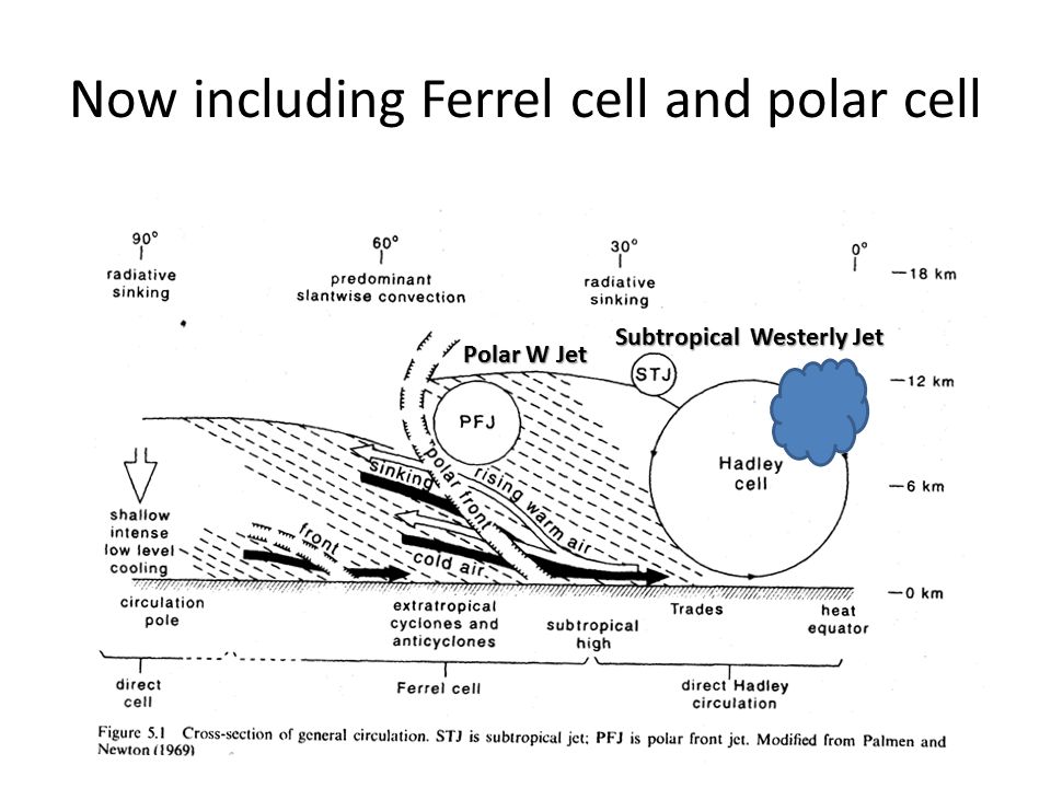Now including Ferrel cell and polar cell