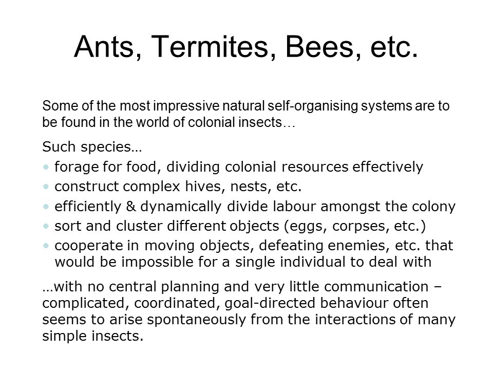 Ants, Termites, Bees, etc. Some of the most impressive natural self-organising systems are to be found in the world of colonial insects…