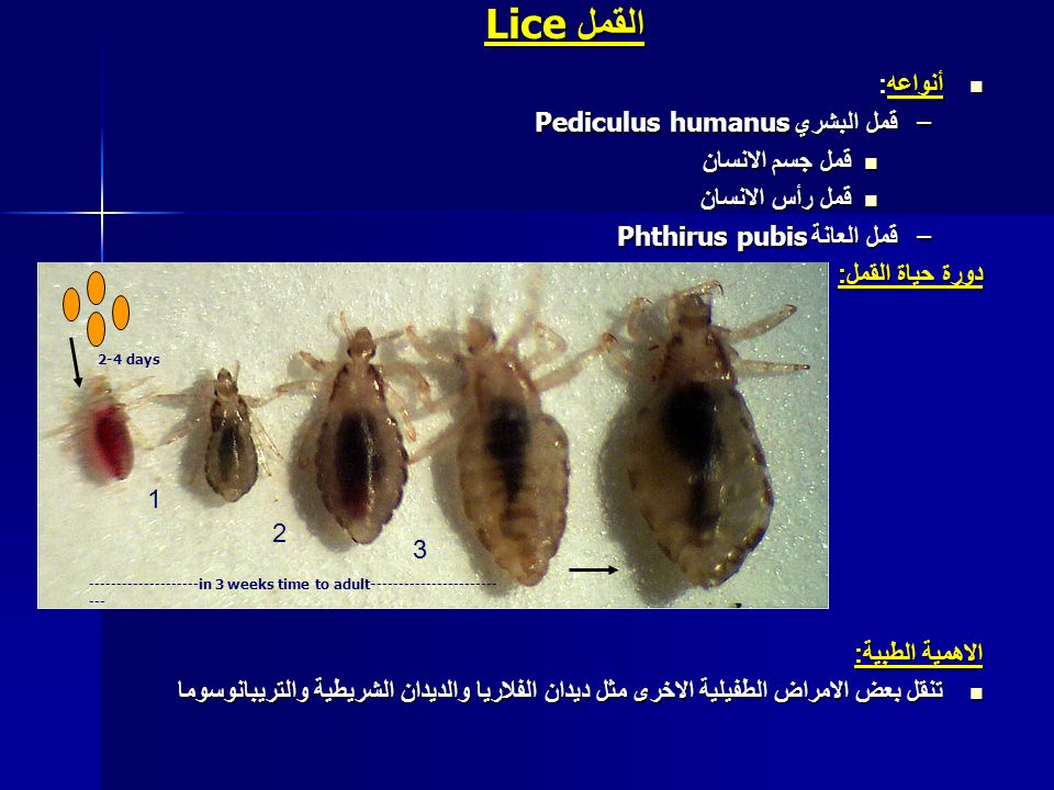 علم الطفيليات Parasitology Ppt Video Online Download