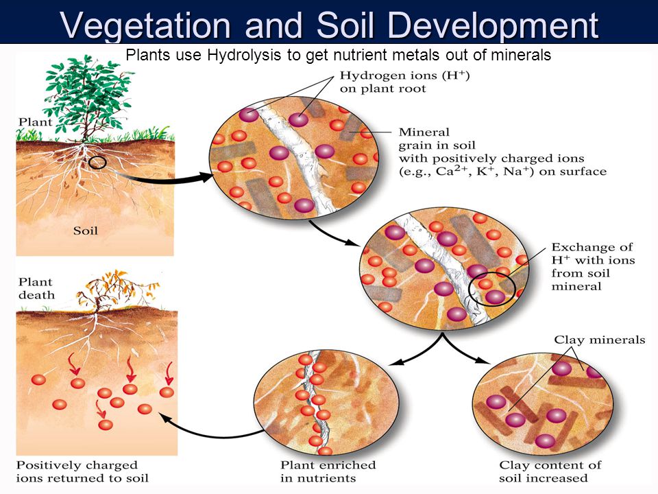 Vegetation and Soil Development