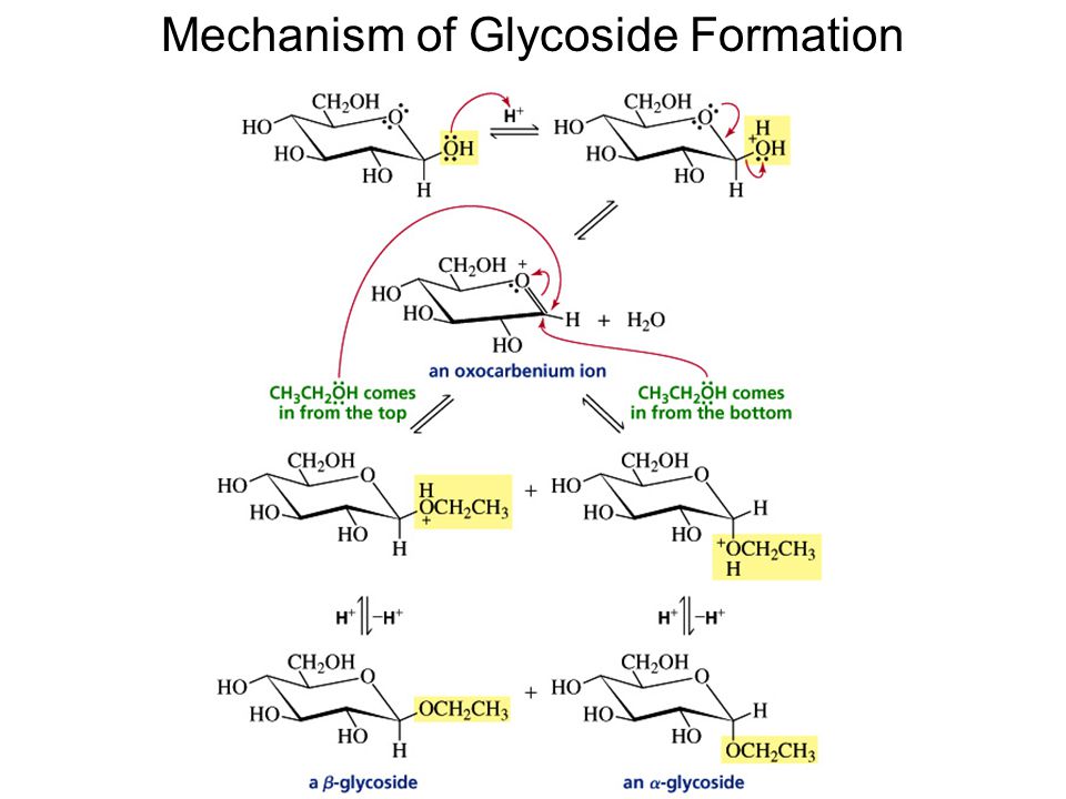 Mechanism of Glycoside Formation