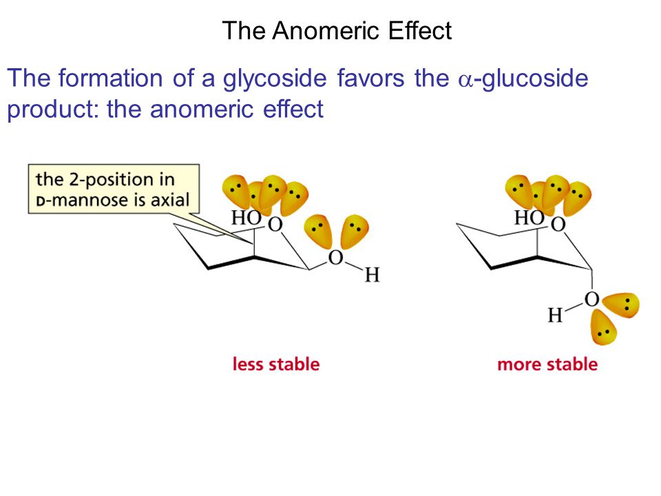 The Anomeric Effect The formation of a glycoside favors the a-glucoside.