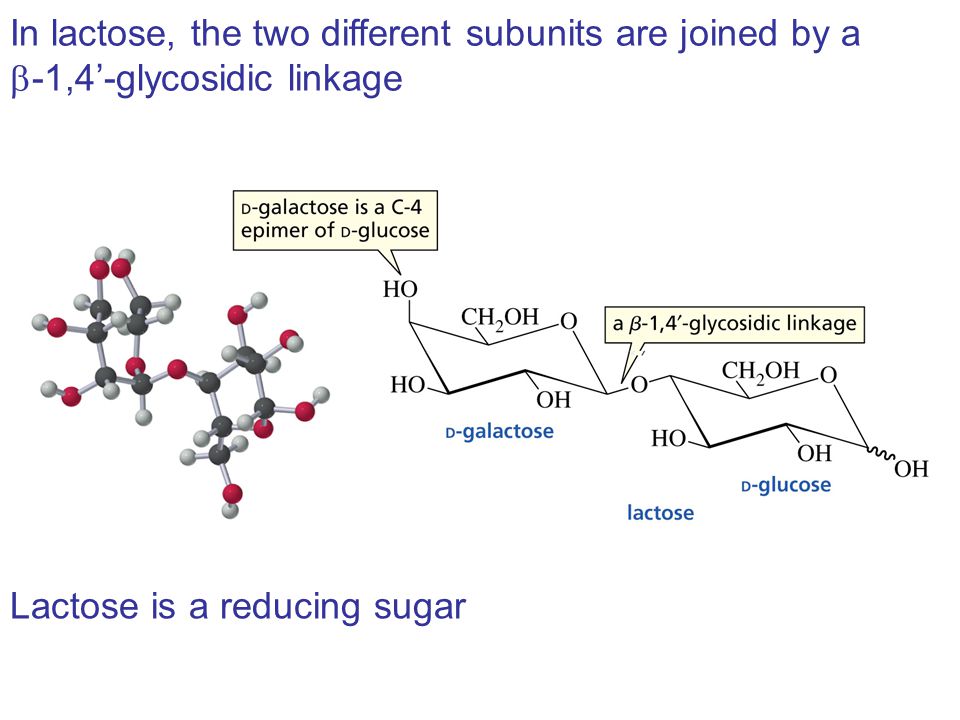 In lactose, the two different subunits are joined by a