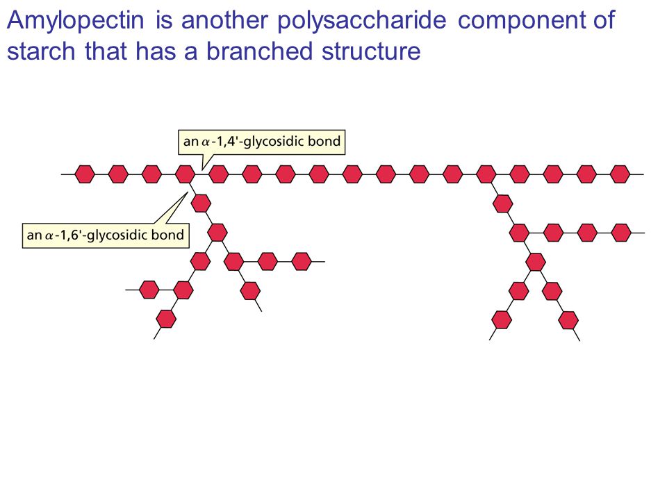 Amylopectin is another polysaccharide component of
