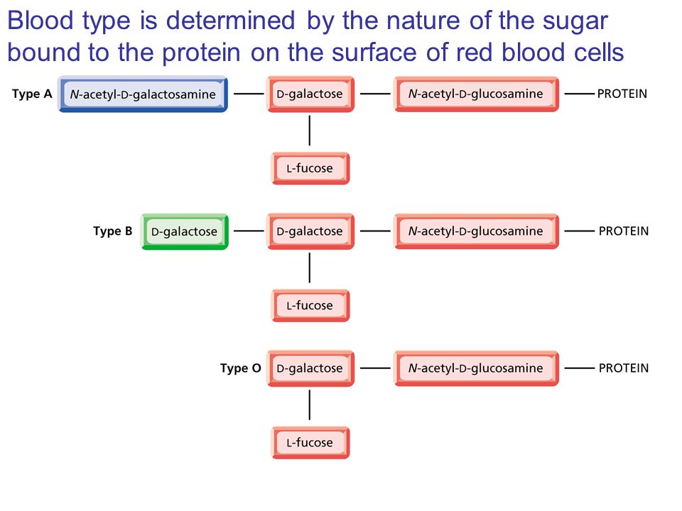 Blood type is determined by the nature of the sugar