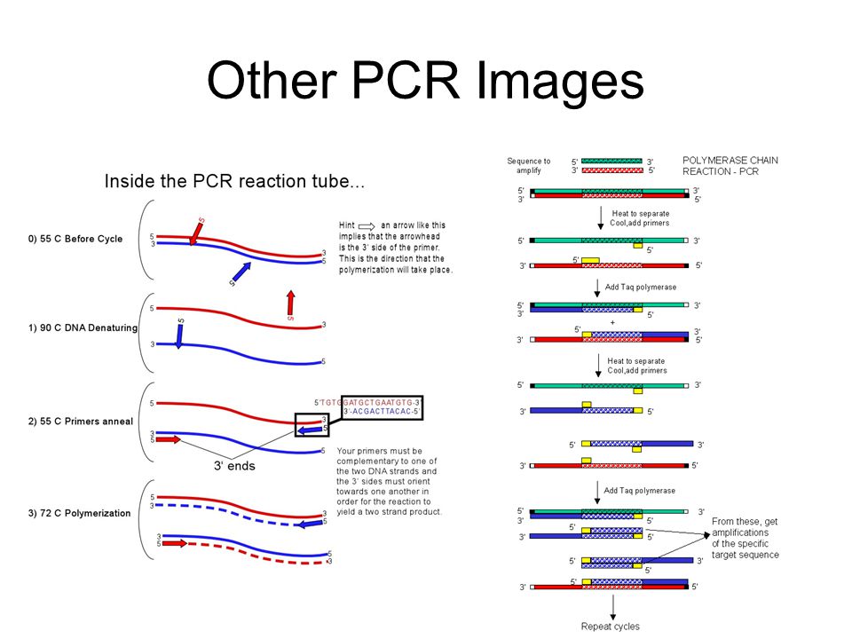 Other PCR Images