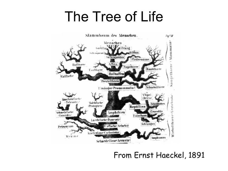 The Tree of Life From Ernst Haeckel, 1891