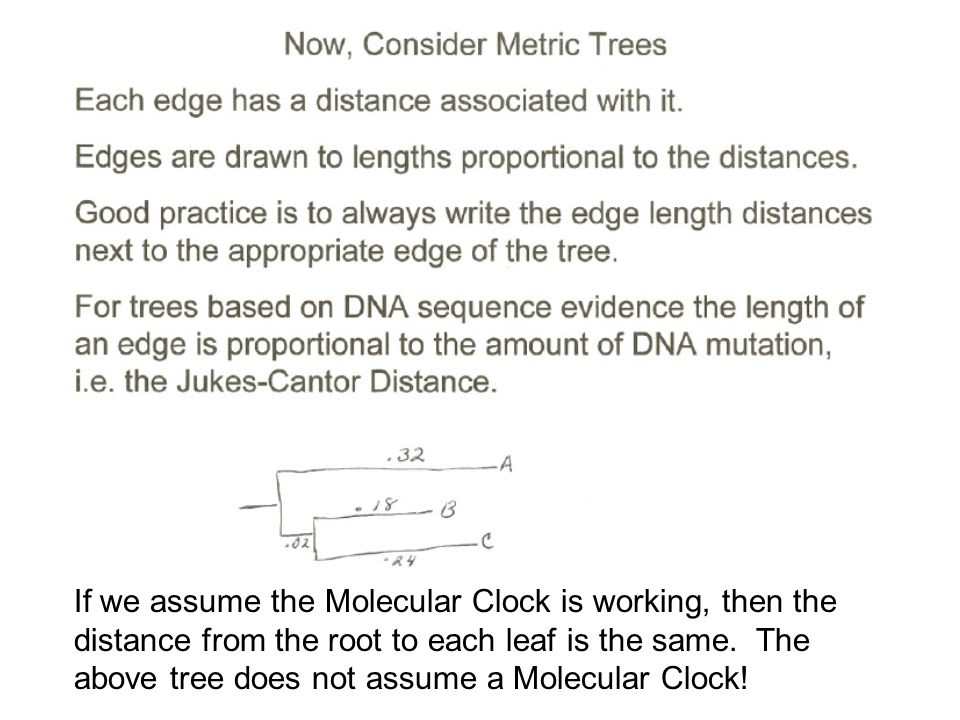 If we assume the Molecular Clock is working, then the distance from the root to each leaf is the same.