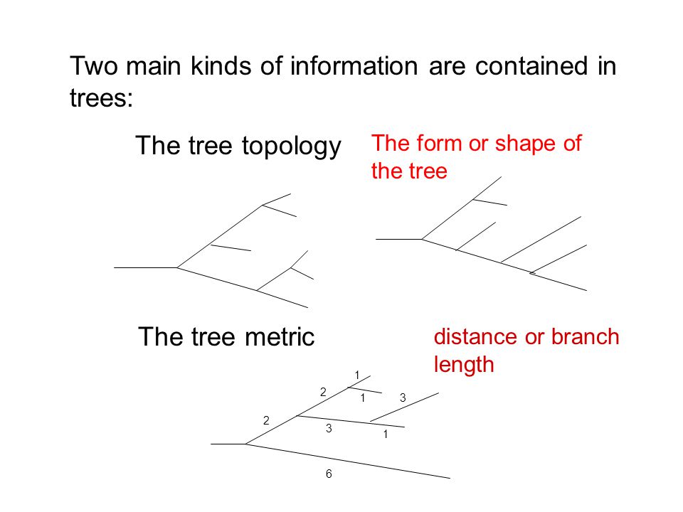 Two main kinds of information are contained in trees:
