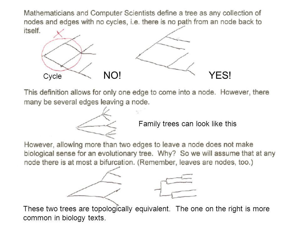 NO! YES! Cycle Family trees can look like this