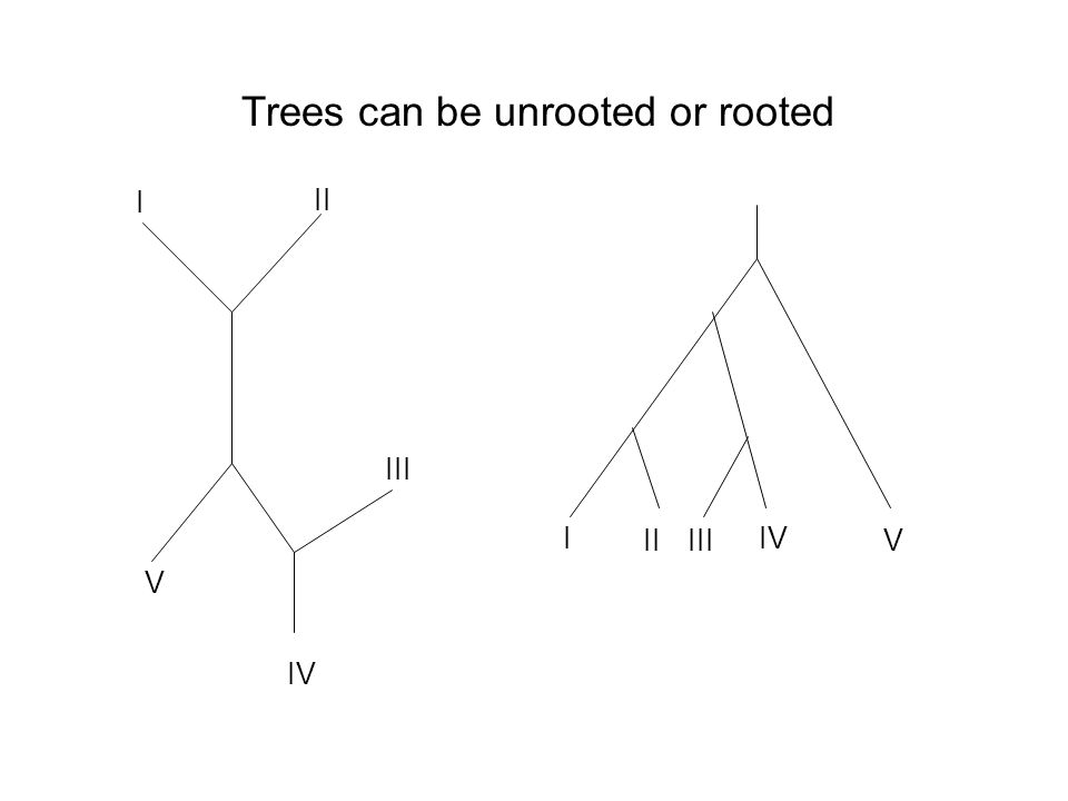 Trees can be unrooted or rooted