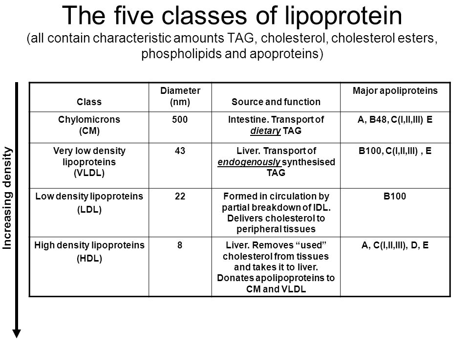 The five classes of lipoprotein (all contain characteristic amounts TAG, cholesterol, cholesterol esters, phospholipids and apoproteins)