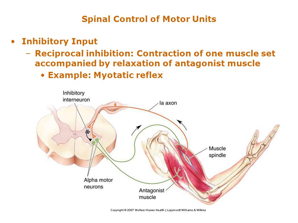 Рефлекс плеча. Рефлекторная дуга схема мышца. Рефлекторная дуга сухожилия двуглавой мышцы схема. Рефлекторная дуга мышц антагонистов. Рефлекторная локтевого рефлекса.