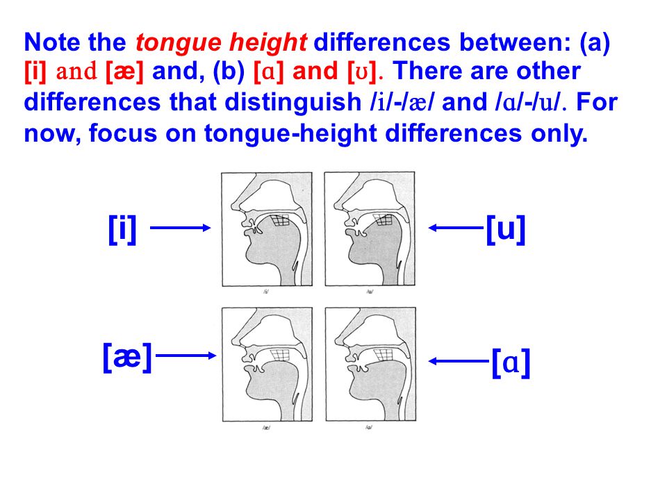 Bottom Line Vowels Are Open Ish Consonants Are Closed Ish Ppt Download