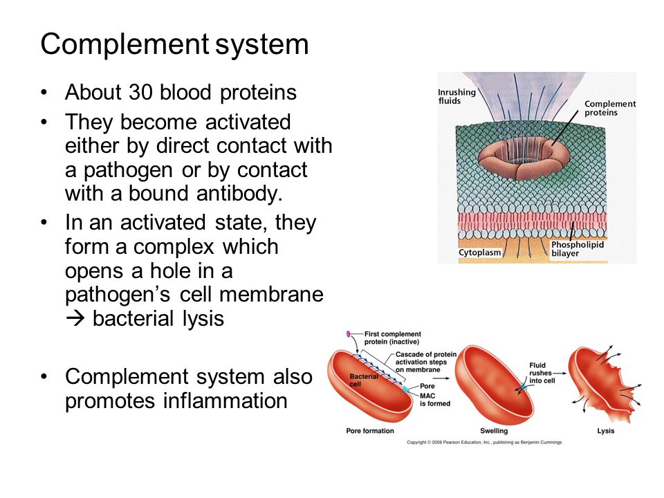 Complement system About 30 blood proteins