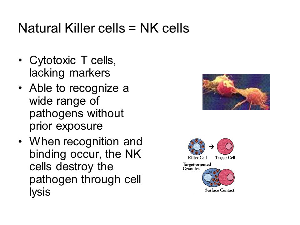 Natural Killer cells = NK cells