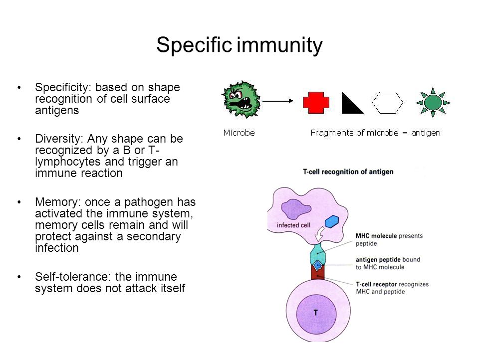 Specific immunity Specificity: based on shape recognition of cell surface antigens.