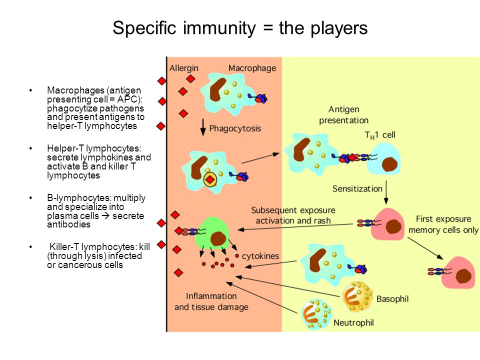 Specific immunity = the players