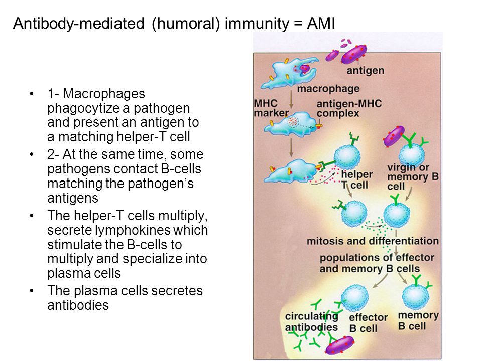 Antibody-mediated (humoral) immunity = AMI