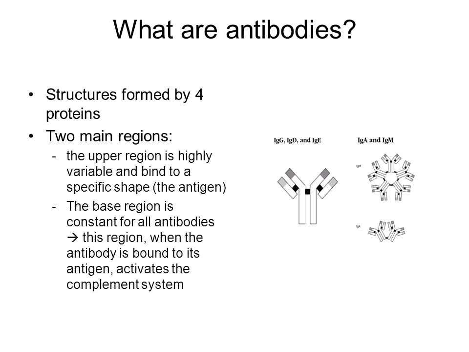 What are antibodies Structures formed by 4 proteins Two main regions: