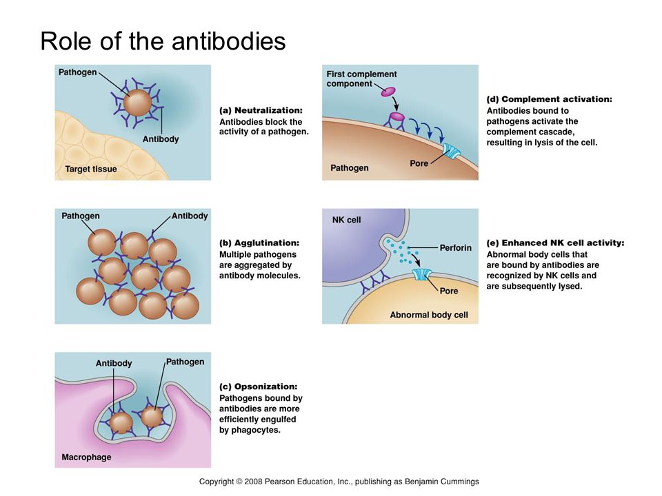Role of the antibodies