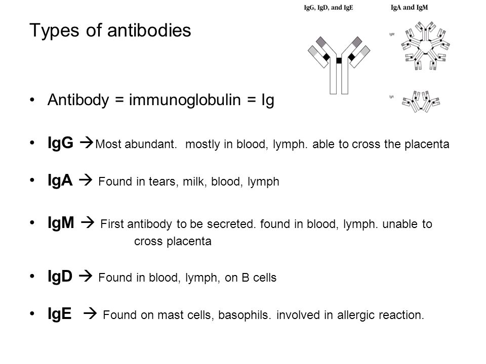 Types of antibodies Antibody = immunoglobulin = Ig