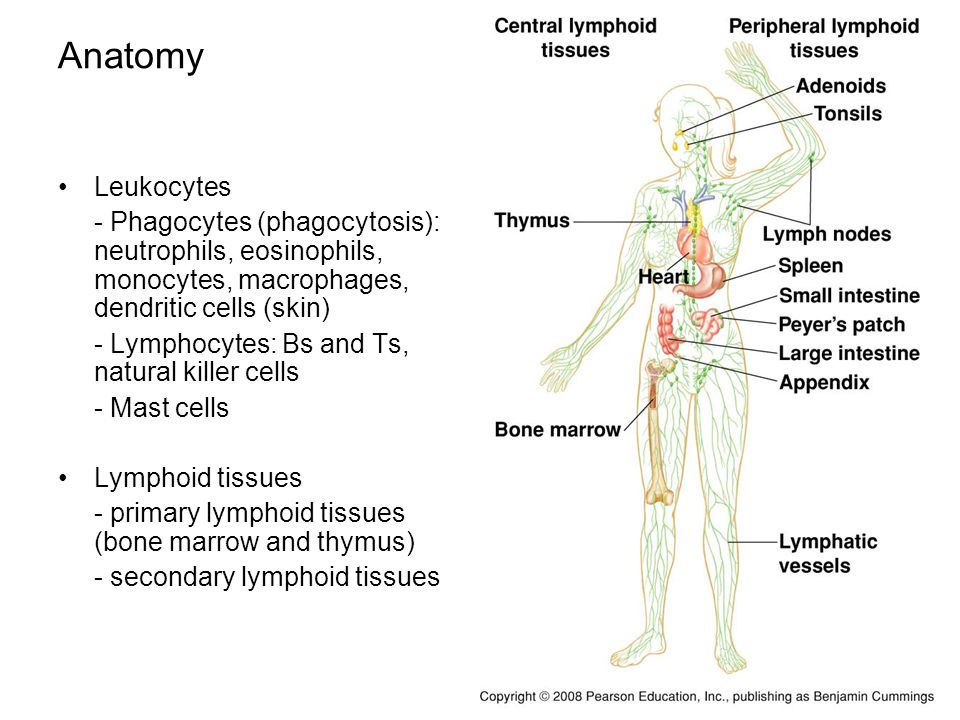 Anatomy Leukocytes. - Phagocytes (phagocytosis): neutrophils, eosinophils, monocytes, macrophages, dendritic cells (skin)