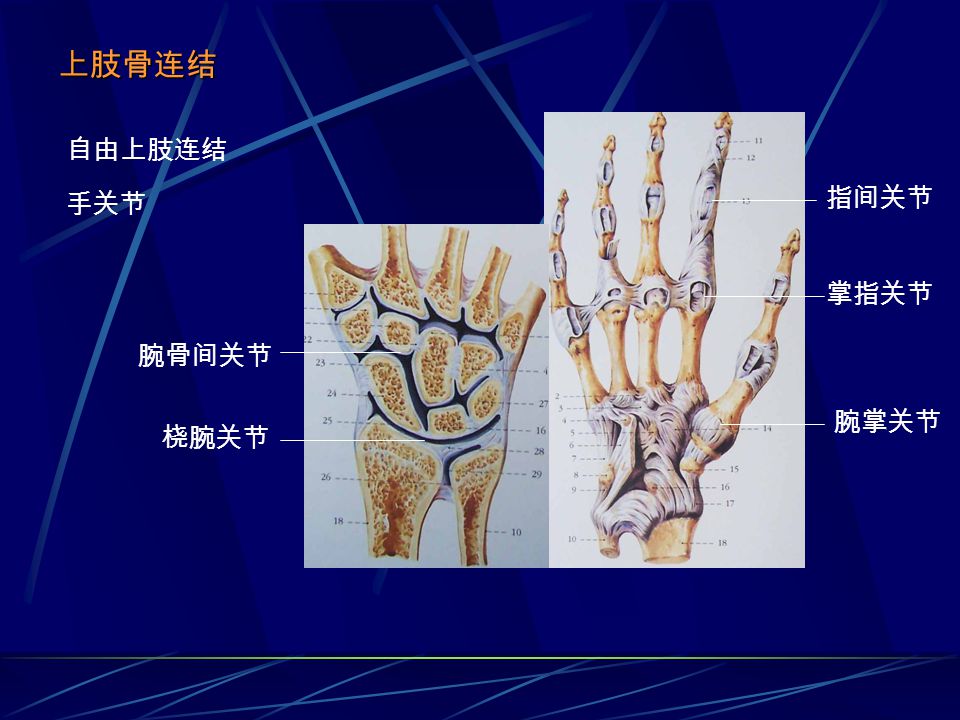 上肢骨 下肢骨 上下肢骨连结 Ppt Video Online Download