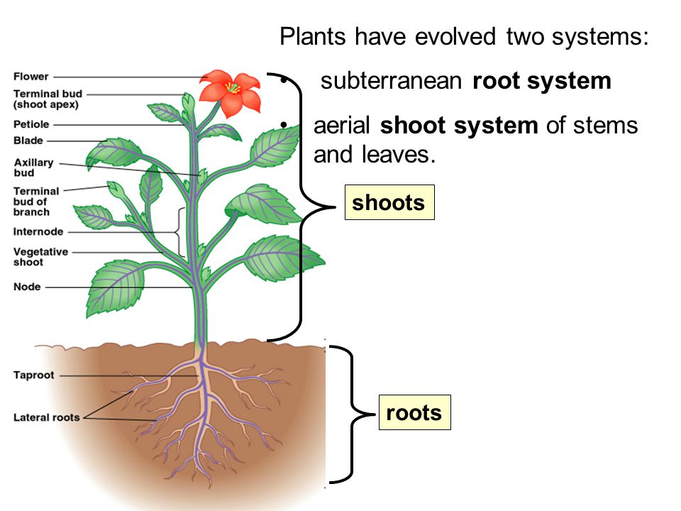 Plant structure. Терминальный цветок. Shoot Plant. Shoots in Plants. Shoot Tip растение.