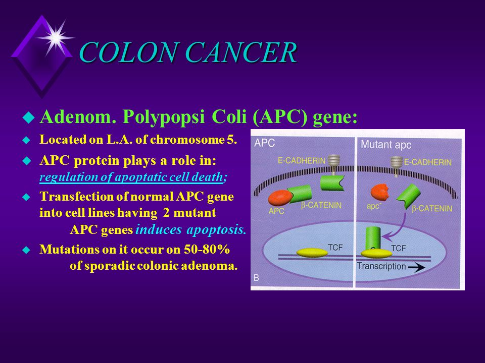 COLON CANCER Adenom. Polypopsi Coli (APC) gene: