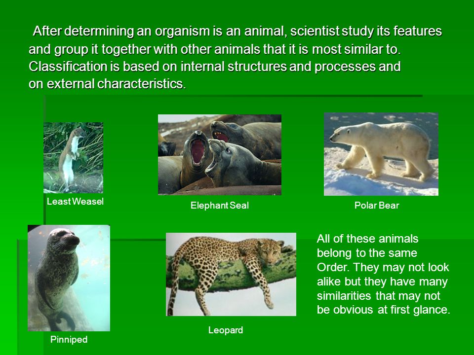 Animals Characteristics and Classification - ppt video online download Animals Characteristics and Classification - ppt video online download