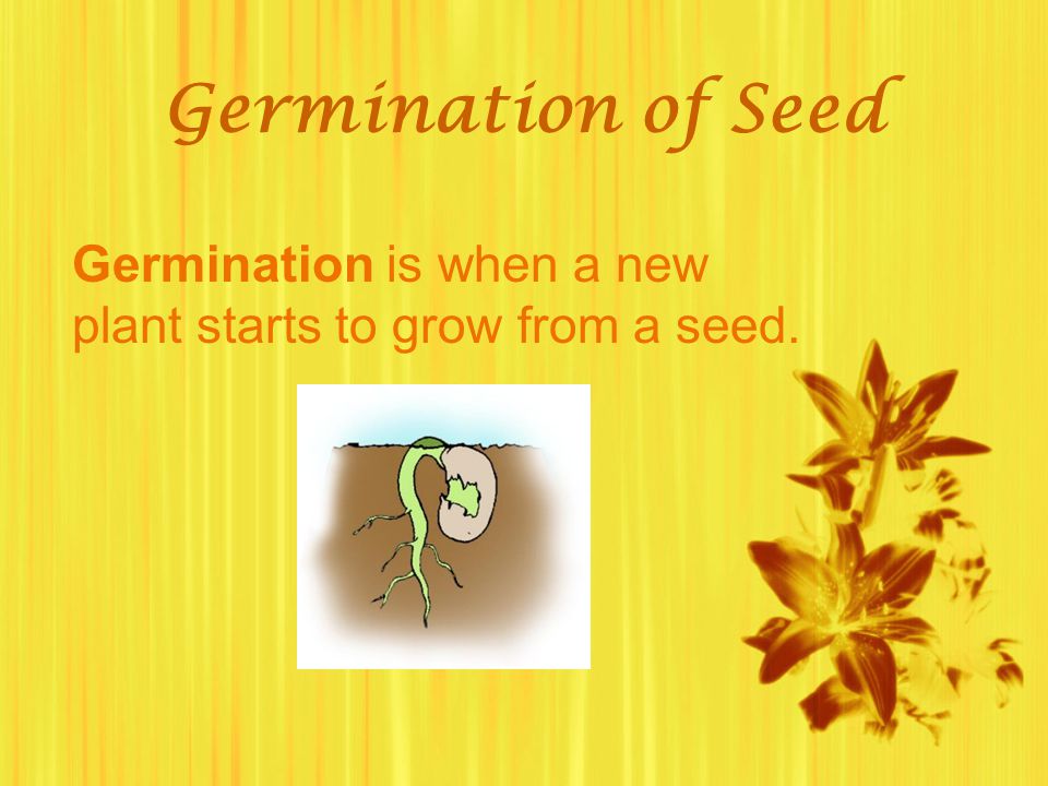 Germination of Seed Germination is when a new plant starts to grow from a seed.