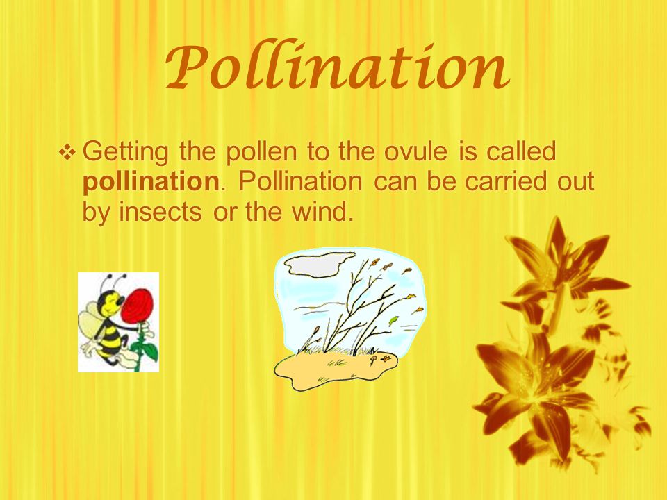 Pollination Getting the pollen to the ovule is called pollination.
