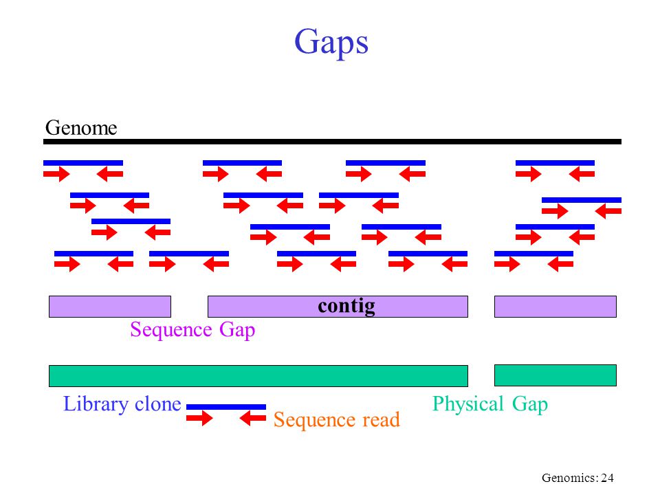 Genomics-sequencing of microbial genomes - ppt download
