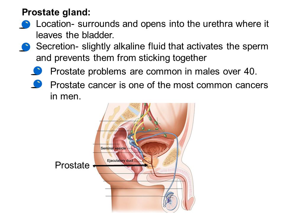 Ts Prostate