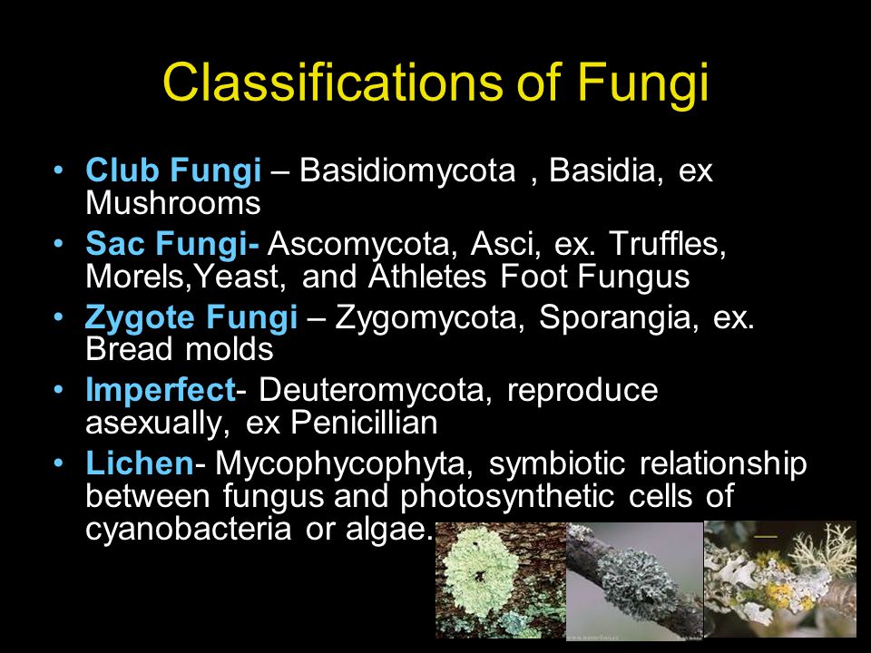 Classification The evolution of Complexity: - ppt download