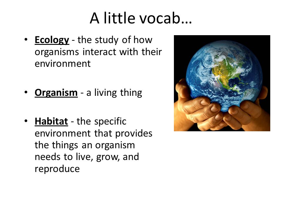 A little vocab… Ecology - the study of how organisms interact with their environment. Organism - a living thing.