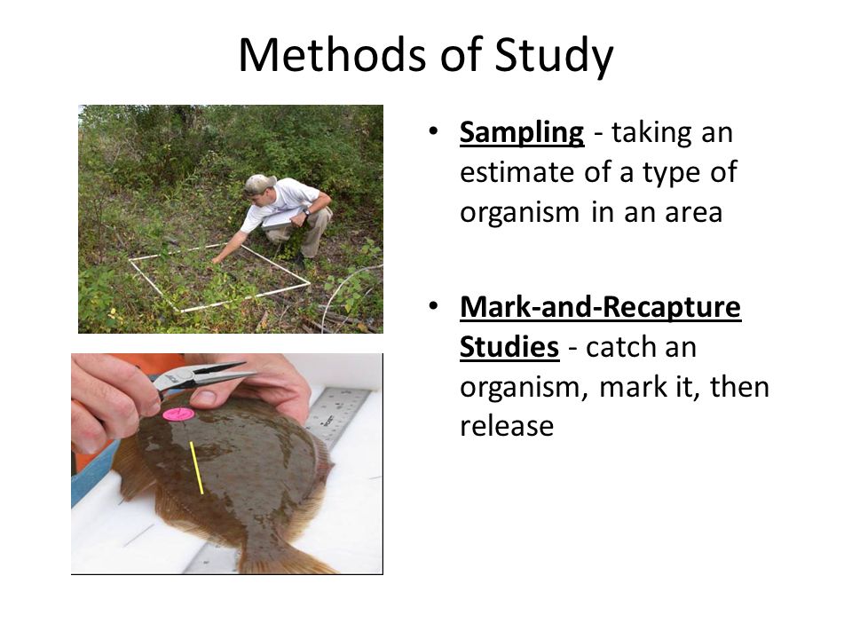 Methods of Study Sampling - taking an estimate of a type of organism in an area.