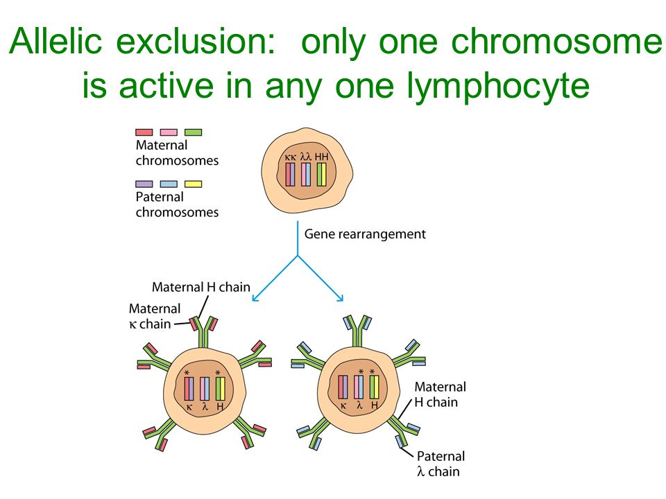 Allelic exclusion: only one chromosome is active in any one lymphocyte