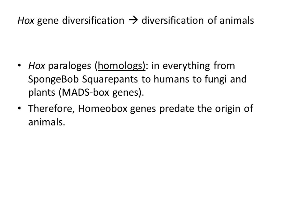 Hox gene diversification  diversification of animals