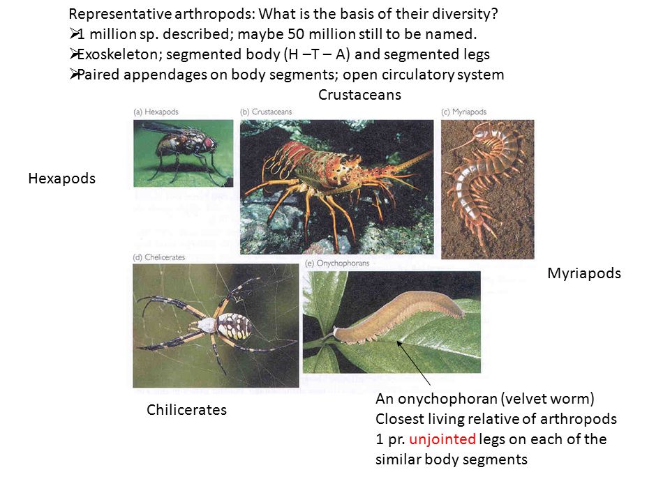 Representative arthropods: What is the basis of their diversity