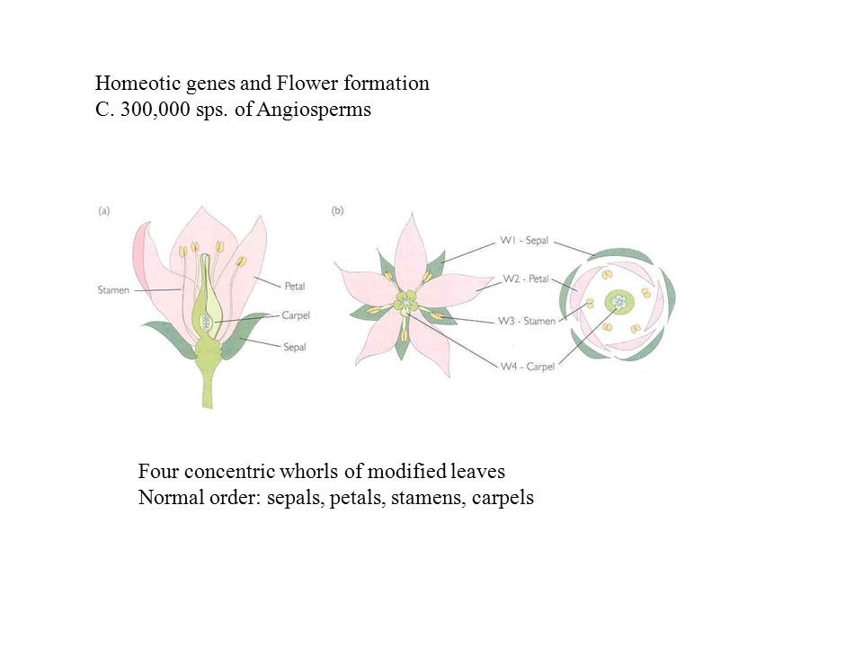 Homeotic genes and Flower formation