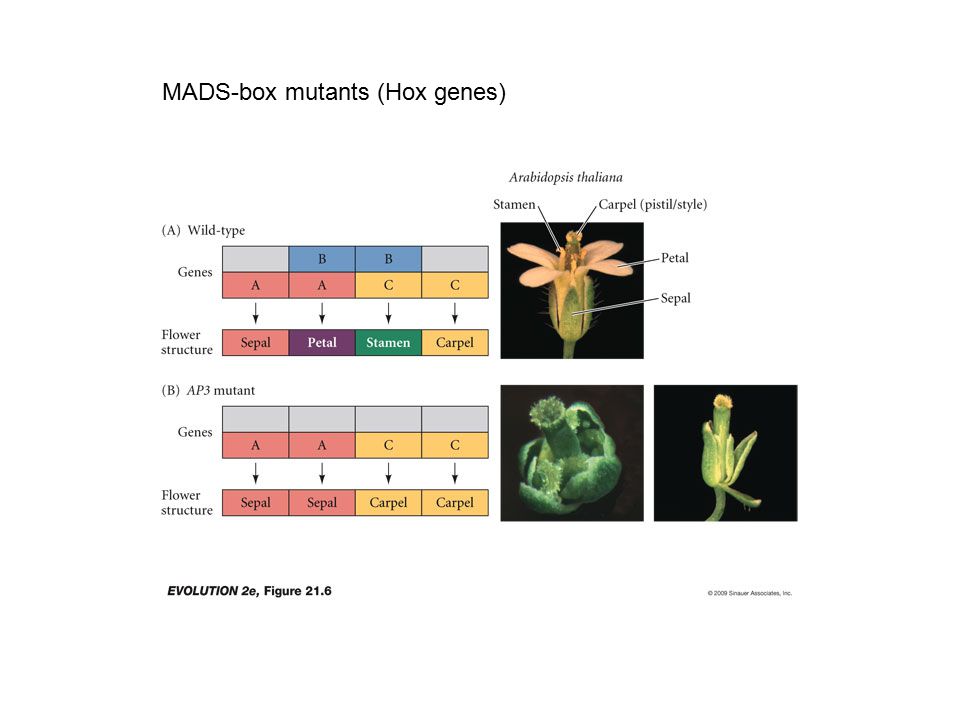 MADS-box mutants (Hox genes)