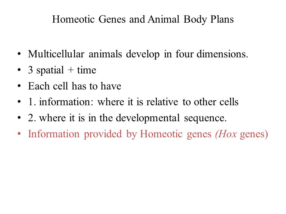 Homeotic Genes and Animal Body Plans