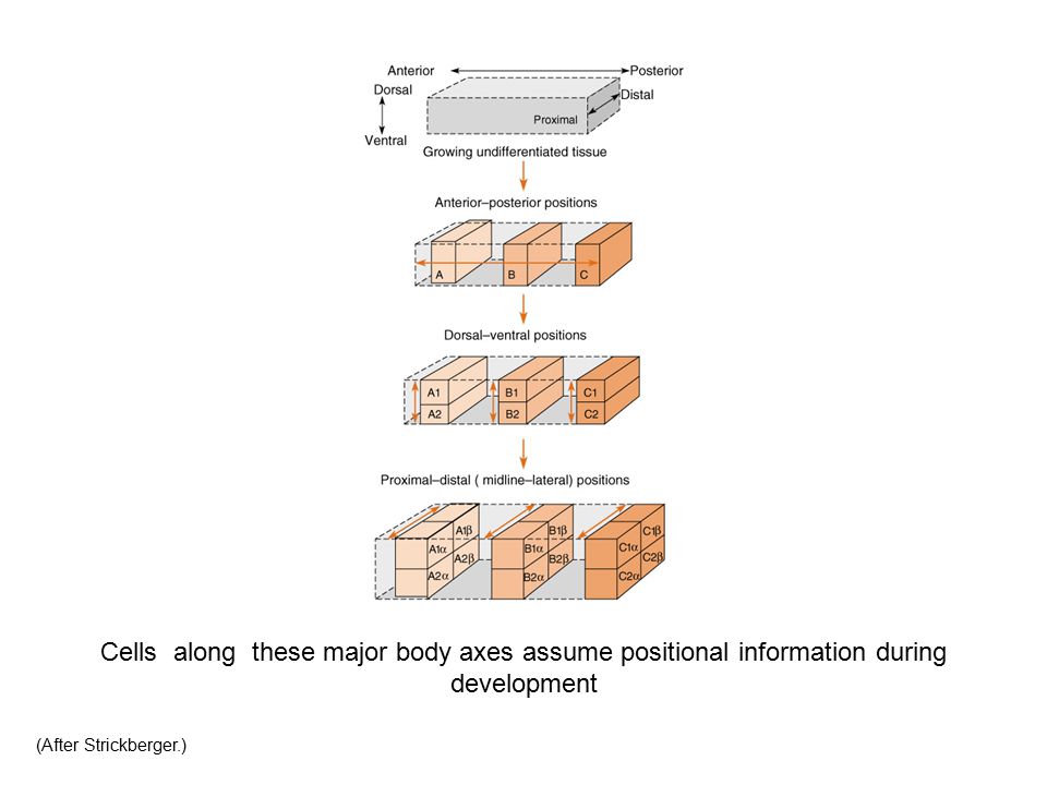 Cells along these major body axes assume positional information during development