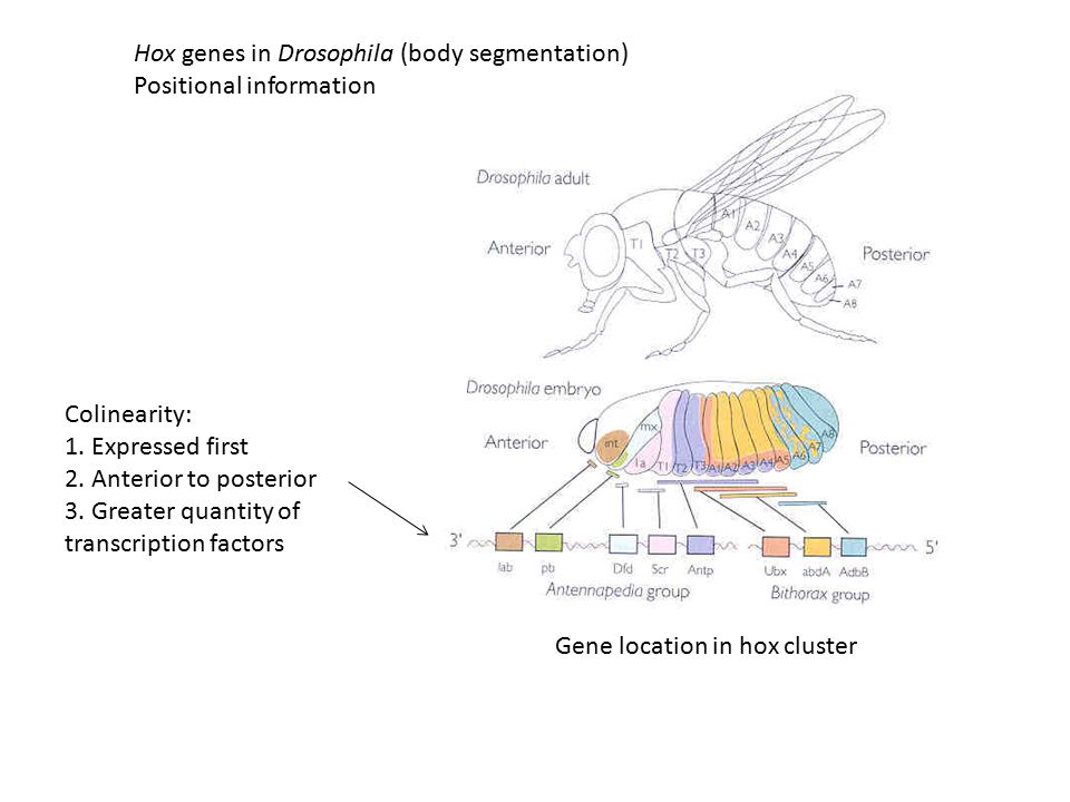 Hox genes in Drosophila (body segmentation)