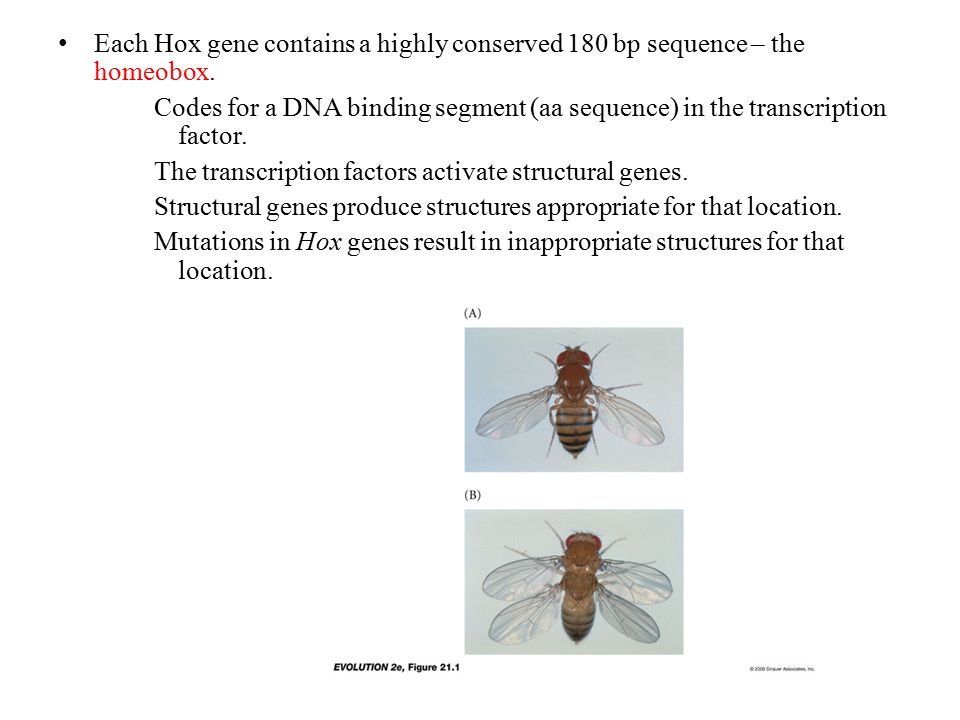 Each Hox gene contains a highly conserved 180 bp sequence – the homeobox.